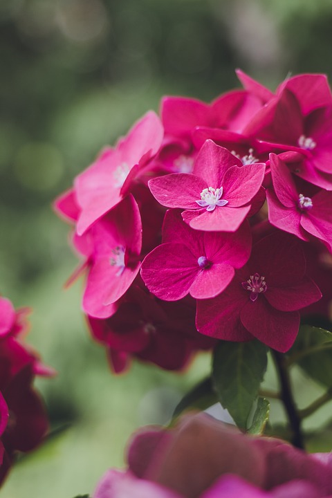 get well soon flowers