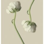 elegant flower arrangements