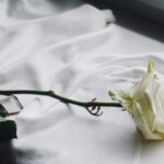 rose care tips