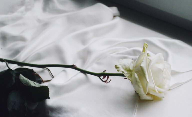 rose care tips