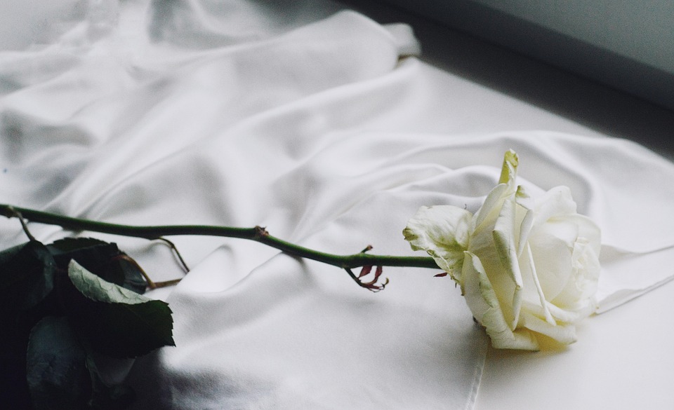 rose care tips