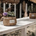 seasonal flower care