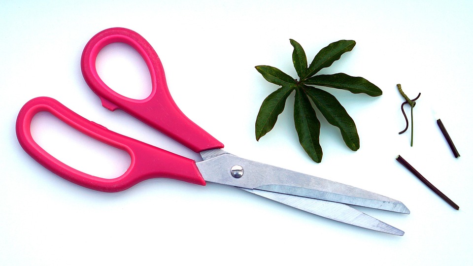 cut flower care