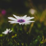 flower soil tips