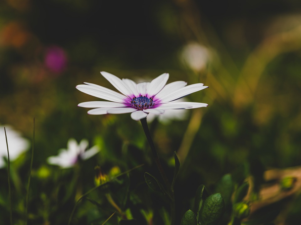 flower soil tips