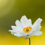 flower sunlight needs