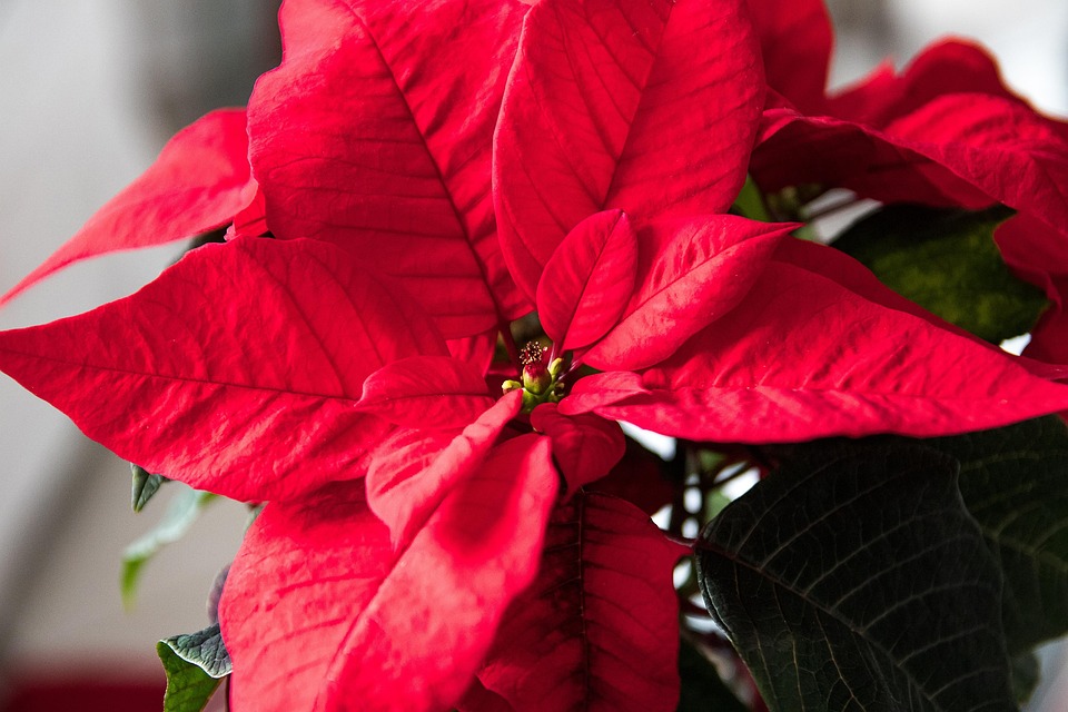 christmas flowers