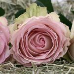 mother’s day flowers