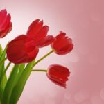 tulip flower gifts