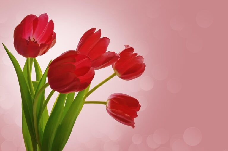 tulip flower gifts