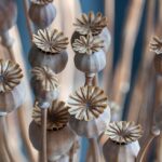 dried flower arrangements