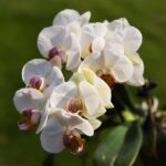 orchid care guide