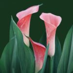 sympathy flowers meaning