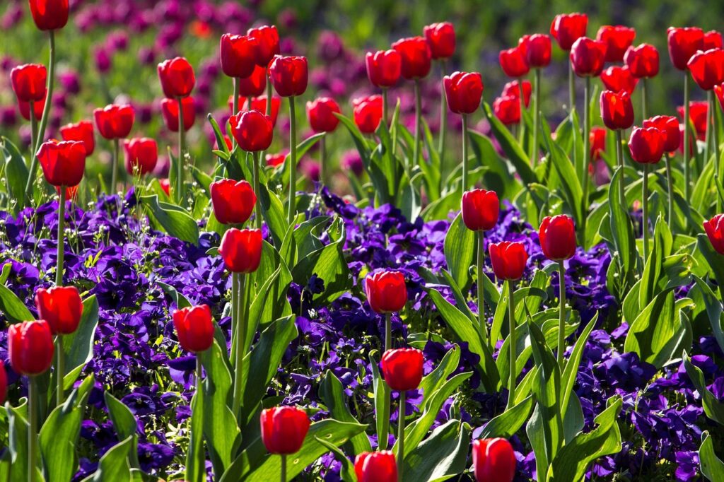 domeckopol-tulips-757144_1280