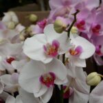 jaclou-dl-flower-orchid-white-2684843_1280