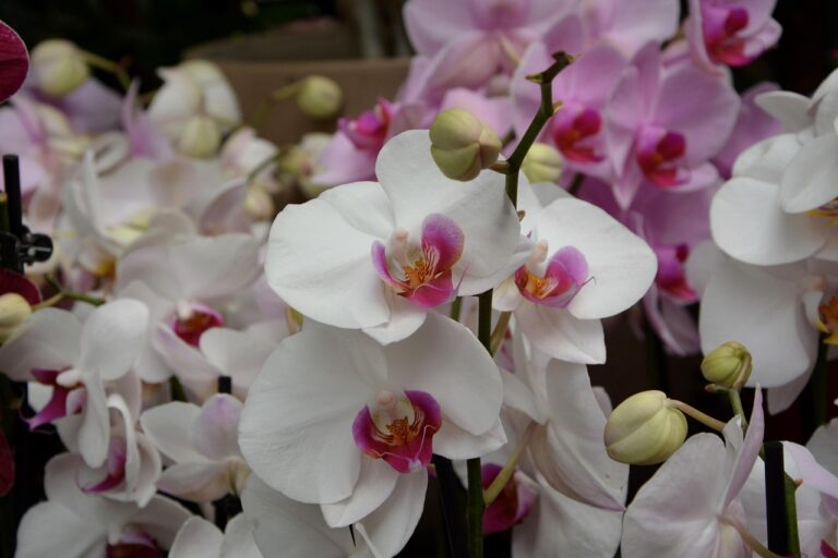 jaclou-dl-flower-orchid-white-2684843_1280