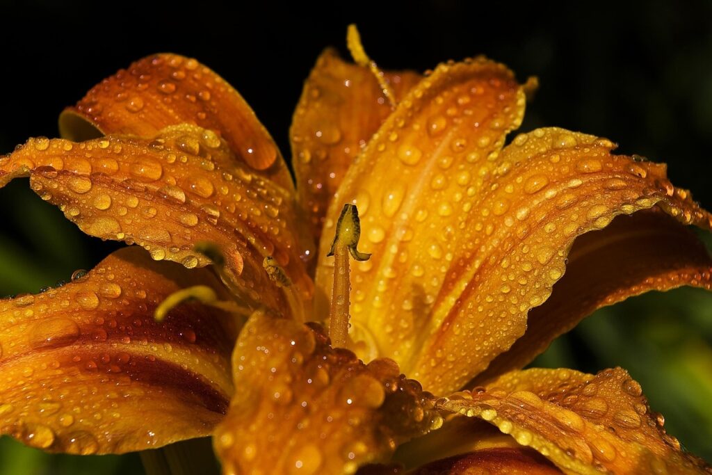 lucianaeris-lily-395551_1280