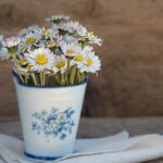 pezibear-daisies-1346049_1280