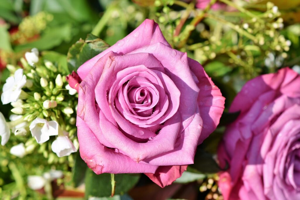 ralphs_fotos-rose-3412884_1280