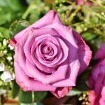 ralphs_fotos-rose-3412884_1280