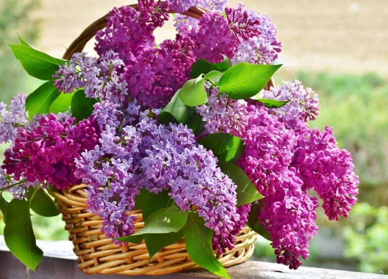 ritae-lilac-3366467_1280