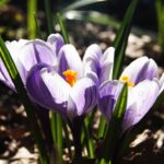 satsang-satsangs-99491_1280