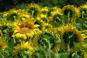 uschi_du-sunflowers-3512656_1280