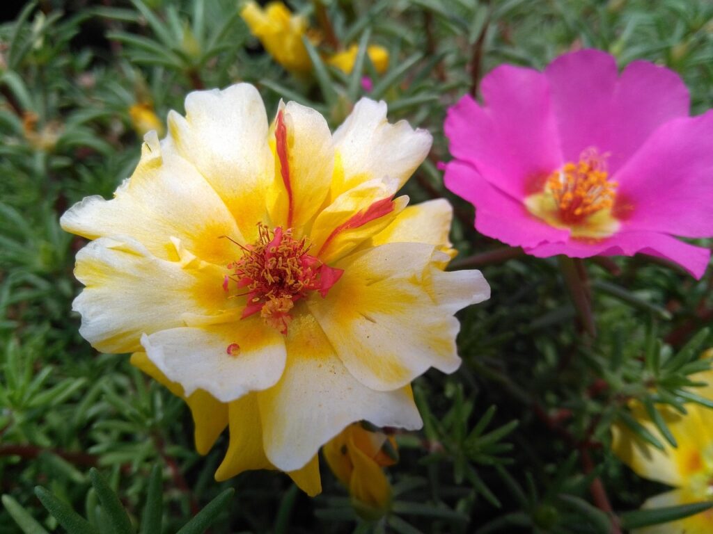 yanbo6728-portulaca-oleracea-l-2464659_1280
