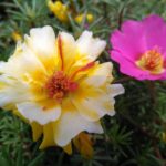 yanbo6728-portulaca-oleracea-l-2464659_1280